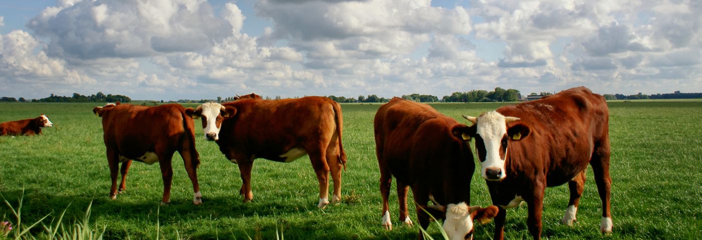 Groninger Blaarkop
