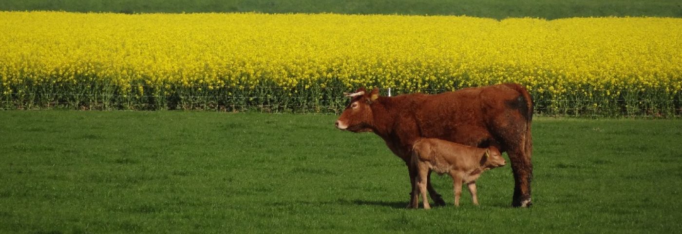 t Koolzoad in de blui