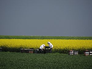 <p>Bloeiend koolzaad en imkers bij Baamsum. Foto Harry Perton.</p>
