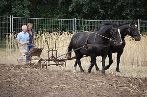 Ploegen met Groninger paarden. Foto: R. Tilstra
