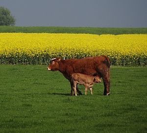 t Koolzoad in de blui