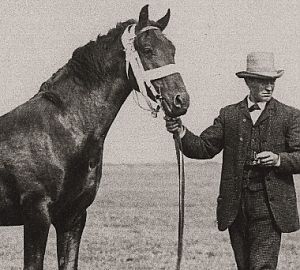 Het Groninger Paard